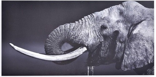 Cadre tableau toile eléphant - cadre,
