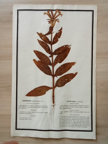 Ancien herbier botanique - herbier,