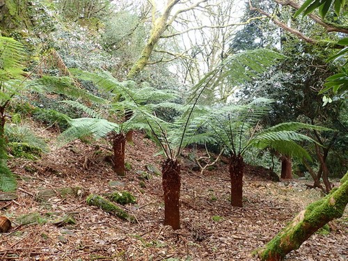 Photo 6x4 tree - photo,