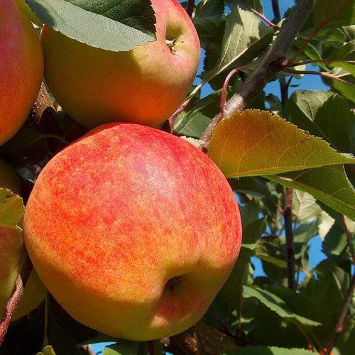 Pommier fuji malus - -,