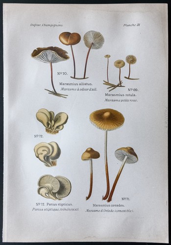 1891 planche couleur - -,