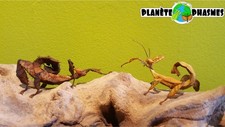 Extatosoma tiaratum eggs x30 phasmes/phasmids/Phasmiden/stick insect