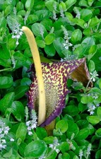 Sauromatum venosum Lake Tana 1 Bubille- Plante Rare