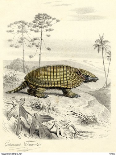 Histoire naturelle tatou - histoire,
