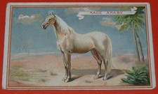 CHROMO 1890-1914 CHICOREE BELLE JARDINIERE BERIOT LILLE CHEVAL ARABE PUR-SANG