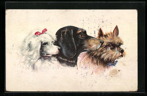 Teckel entre terrier une - entre,