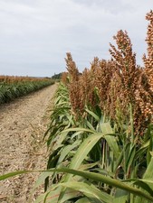20 graines de Sorgho à balais