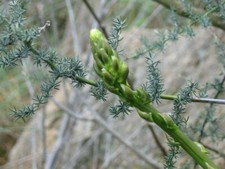 ASPERGES SAUVAGES - ASPERGES