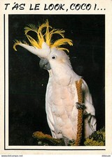 Animaux - Oiseaux - Perroquet - cacatoes a huppe jaune - CPM - Voir Scans Recto-