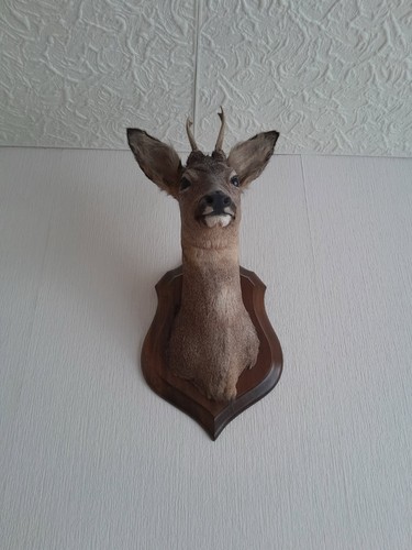 Taxidermie tête chevreuil - taxidermie, de