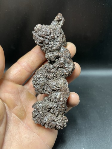 Cm coprolite poo - 11,