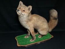 peluche japonaise, taxidermie du renard roux Real Ezo du Japon
