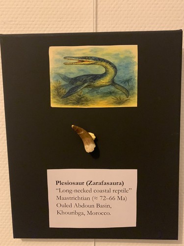 Tableau paléontologique