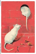 AOAP1-0008-ANIMAUX -  deux rats