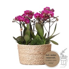 Kit de plantes 3x Orchidée Morelia Violet Ø9cm + 3 plantes vertes Ø6cm dans...