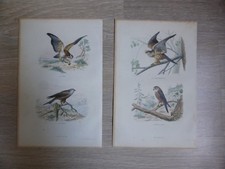 2 Gravures Oiseaux couleur