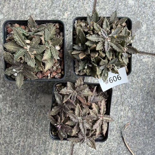 Sale pots rare cacti - sale,