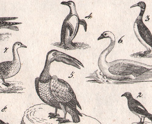 1833 gravure originale - , oiseaux