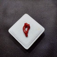 Branche de corail rouge