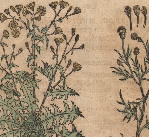 1663 rare planche gravures - 1663,