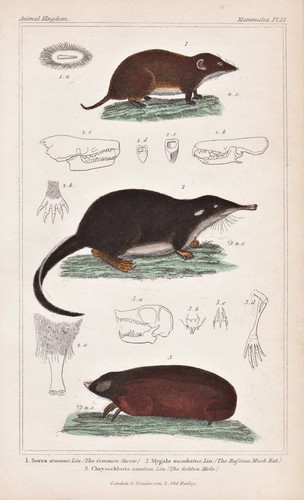 Souris des bois desman - souris,