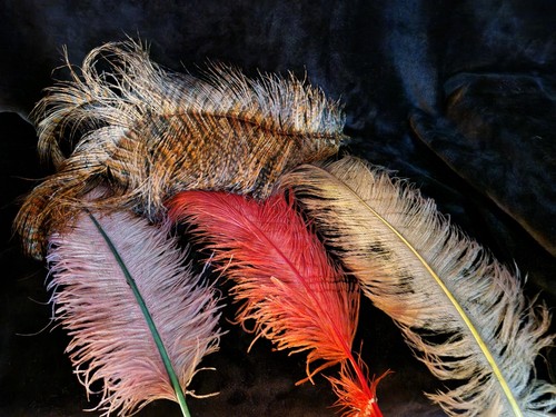 Plumes autruche vintage - plumes,