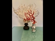 Très belle Branche de Corail Rouge de Méditerranée 36 Grammes