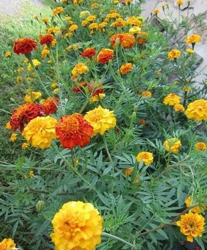 Oeillet inde geant - ♫, 'geant'