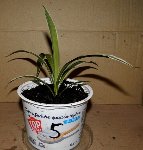 Jeune chlorophytum 5 - jeune, n°5