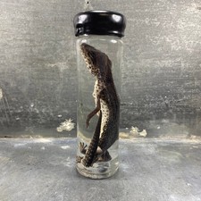 #1 - Spécimen humide de gecko léopard (Eublepharis Macularius)