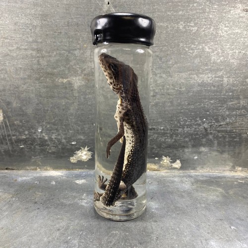 Spécimen humide de gecko - -,
