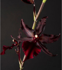 Colmanara Masai Red / Conteneur de 1 à 1.9 litres / Orchidée