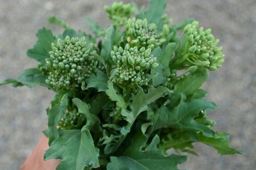 Rapini début automne - rapini,