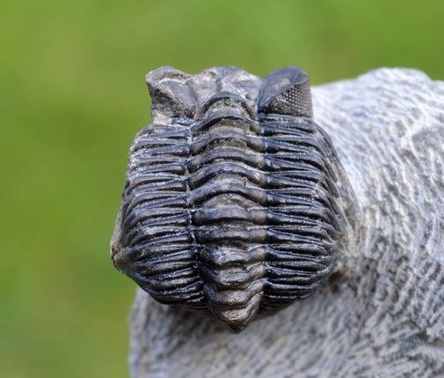 Trilobite coltraneia - trilobite,