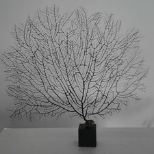 curiosité , taxidermie : superbe gorgone noire d’Indonésie Sur Socle