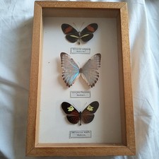 Papillon morpho heliconius - papillon,