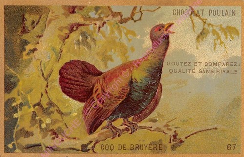 Chromo gaufre embossed - chromo,