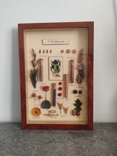 Tableau Herbier. Cadre L'herboriste Vintage. Atelier Kervije. France