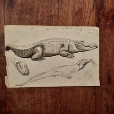 Dessin Ancien Animalier Fond