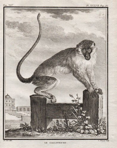Singe vert west africain - singe, west-africain