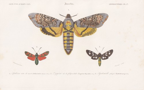 Acherontia atropos papillon - acherontia,