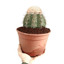 Melocactus neryi - Cactus