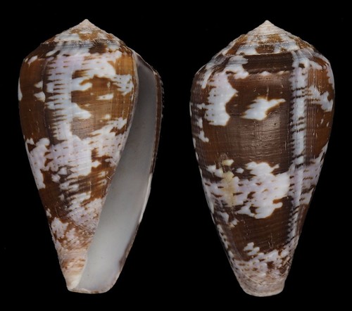 Coquillage collection - collection,