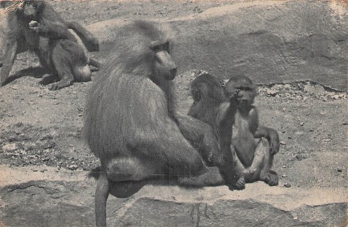 Paris parc zoologique bois - parc,