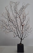 curiosité , taxidermie 