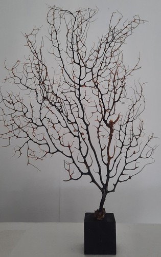Curiosité taxidermie - taxidermie,