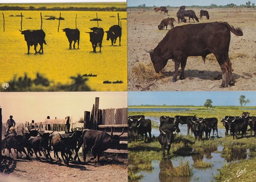 Lot cartes postales - 4,