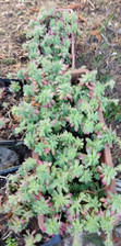 Lot 10 Plants SEDUM PALMERI Enracinés Succulente, Rustique  Extérieur Intérieur