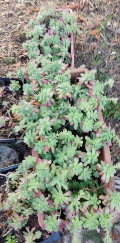 Lot plants sedum palmeri - lot, 10