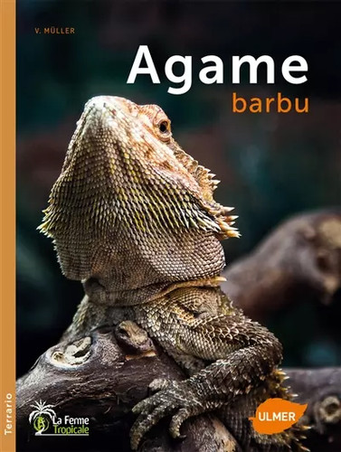 Agame barbu veronika muller - l'agame, barbu,